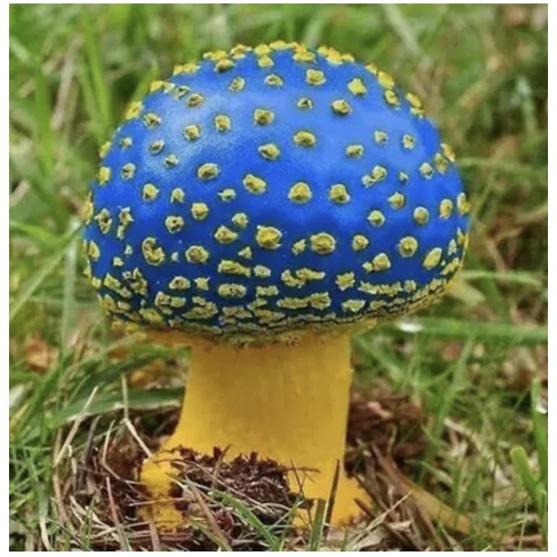 Champignon bleu